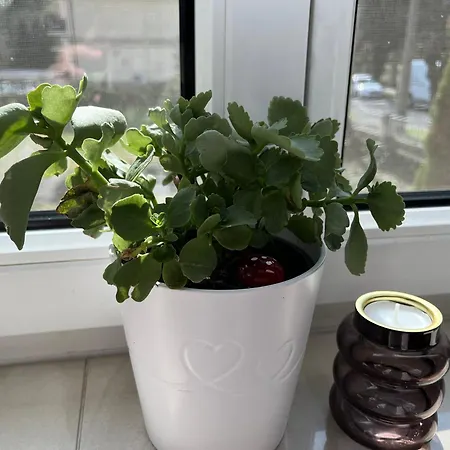 Konig Appartement *